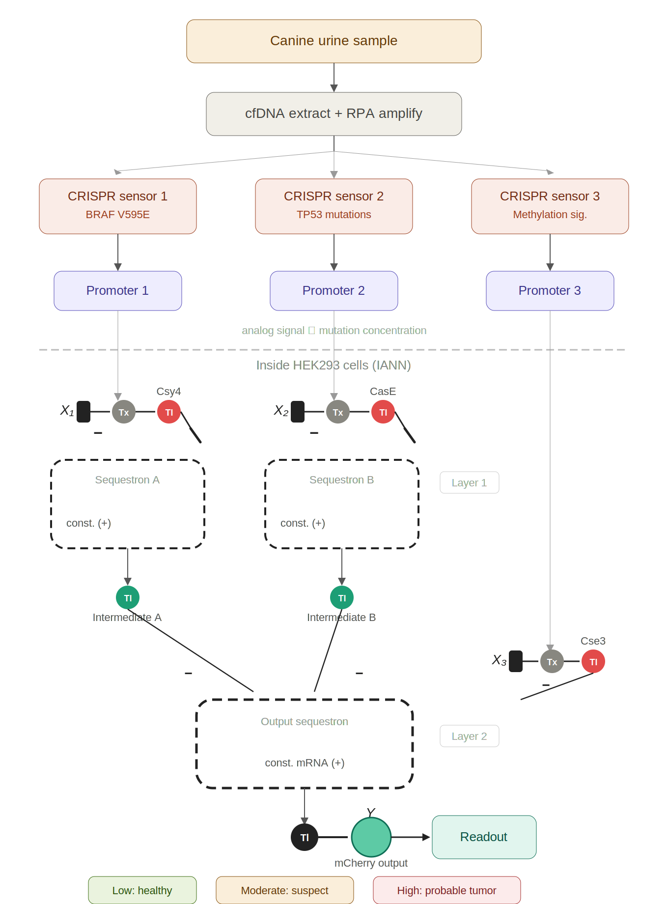 Full system diagram showing CRISPR-based DNA sensors converting urinary tumor DNA mutations into transcriptional inputs for a two-layer intracellular artificial neural network