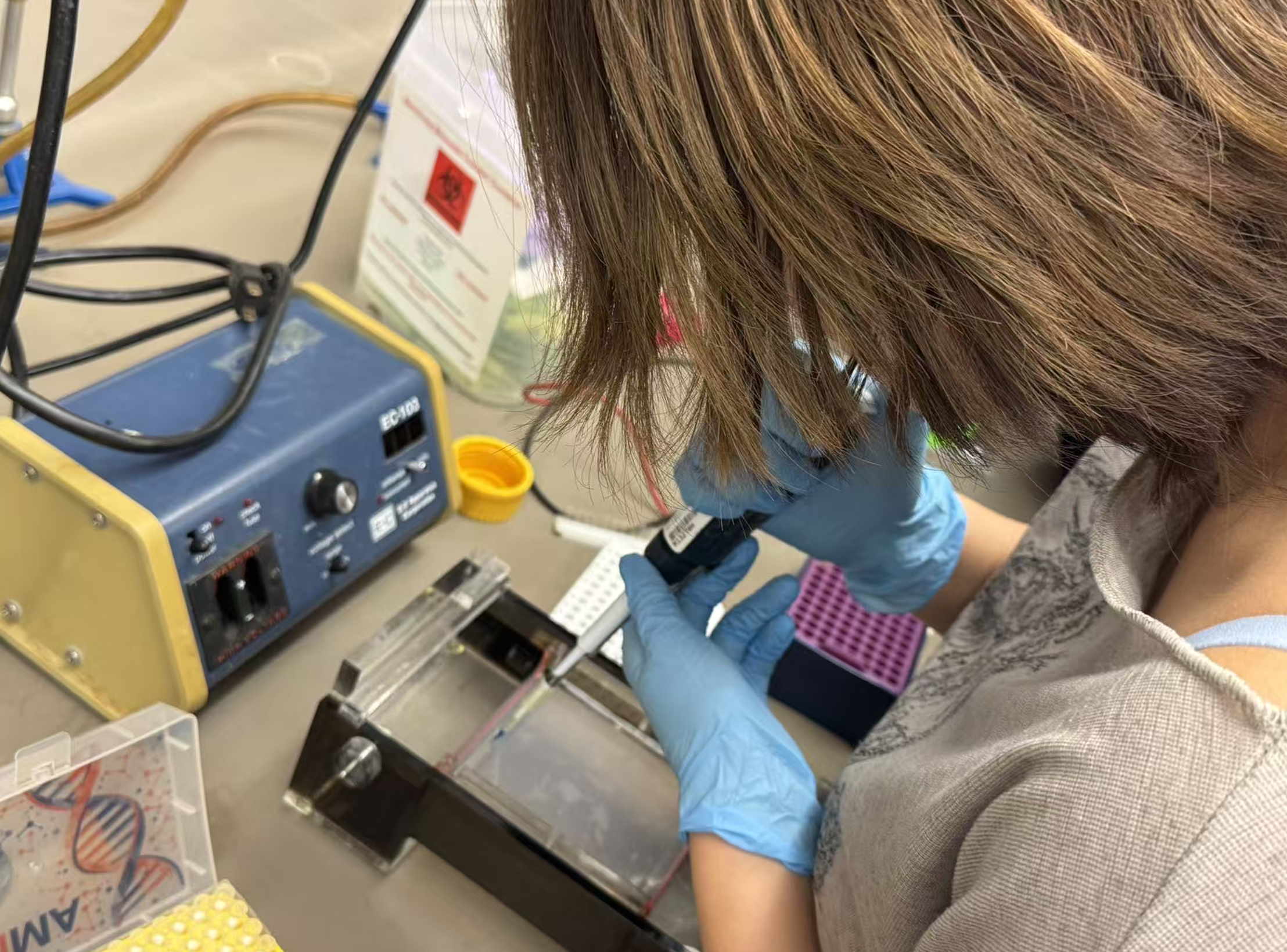 Loading the gel