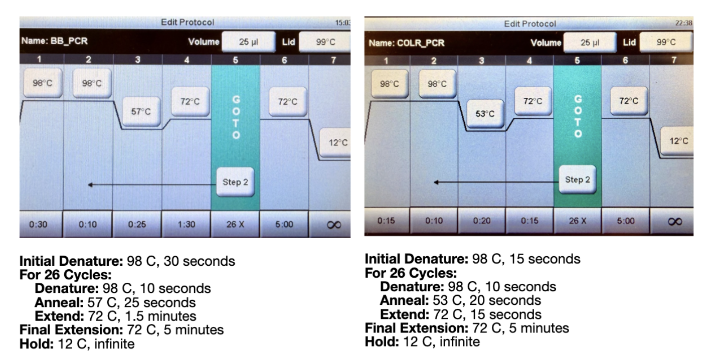 Thermocycler settings for BB_PCR and COLR_PCR protocols
