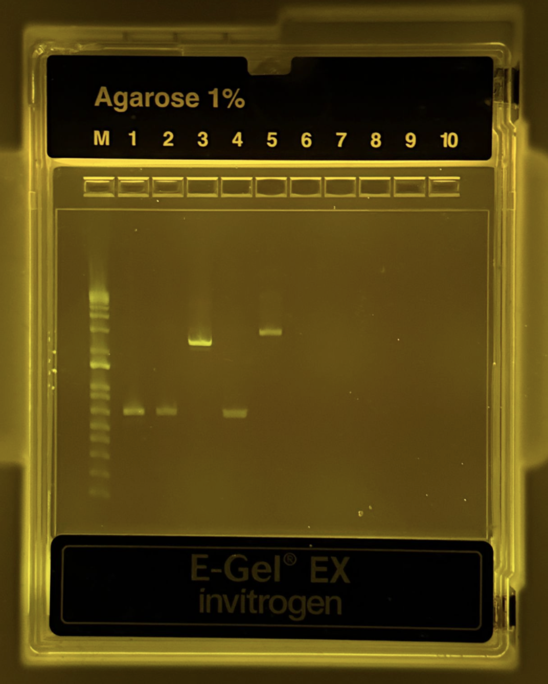 Agarose 1% gel showing DNA bands from PCR products