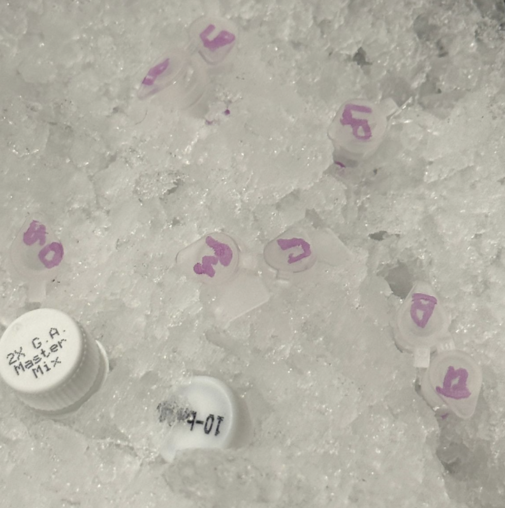 Labeled PCR tubes incubating on ice during transformation