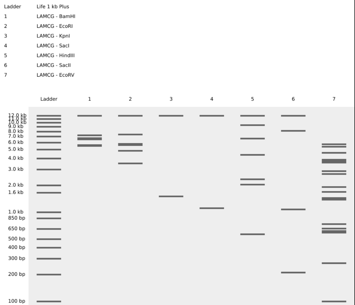 Lamda DNA import