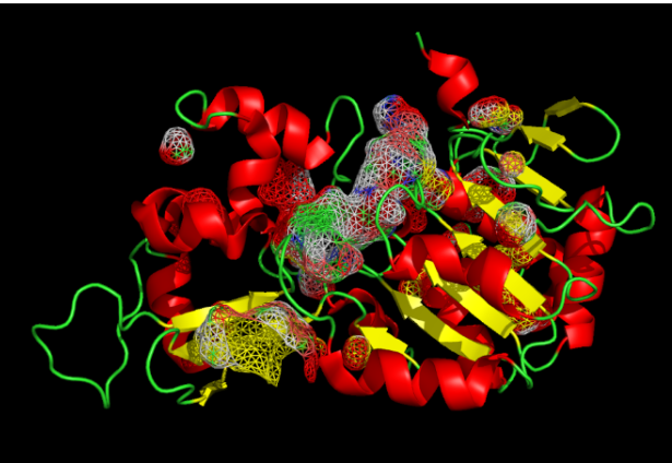 Protein Surface and Pockets