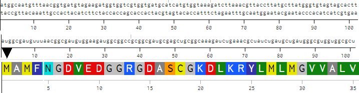MamE Central Dogma