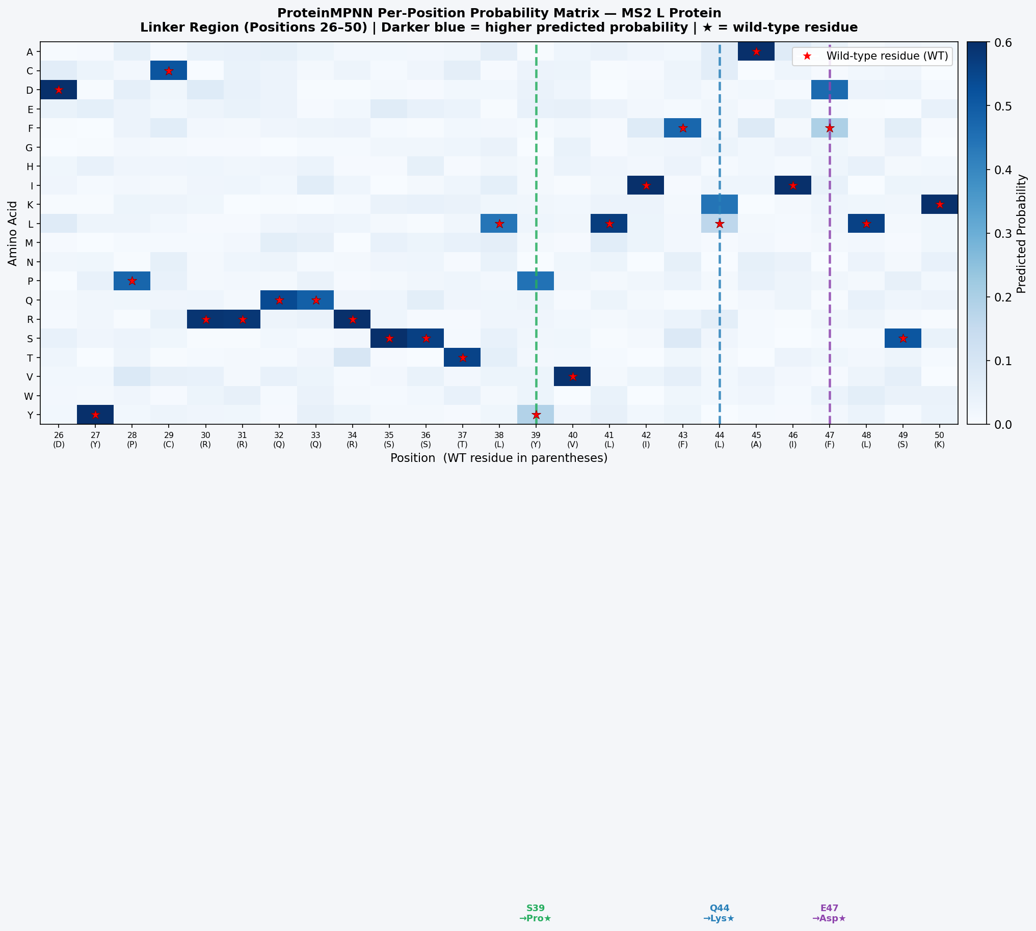 ProteinMPNN per-position probability matrix — MS2 L protein linker region (residues 26–50)