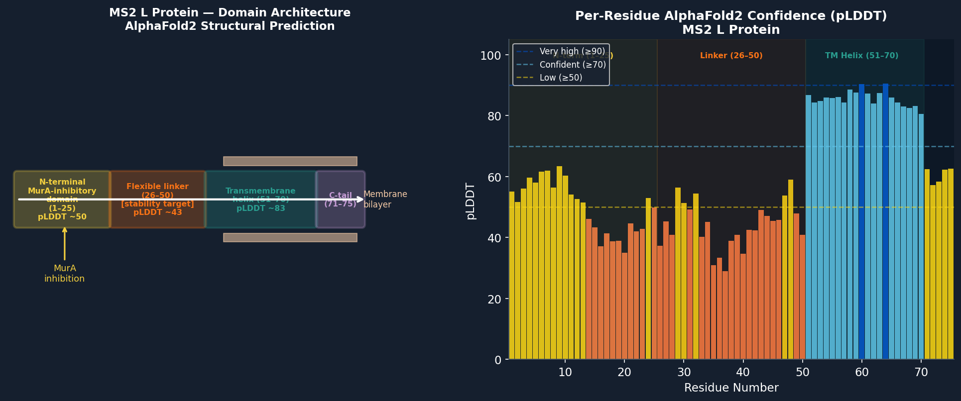 AlphaFold2 structure of MS2 L protein — pLDDT confidence profile