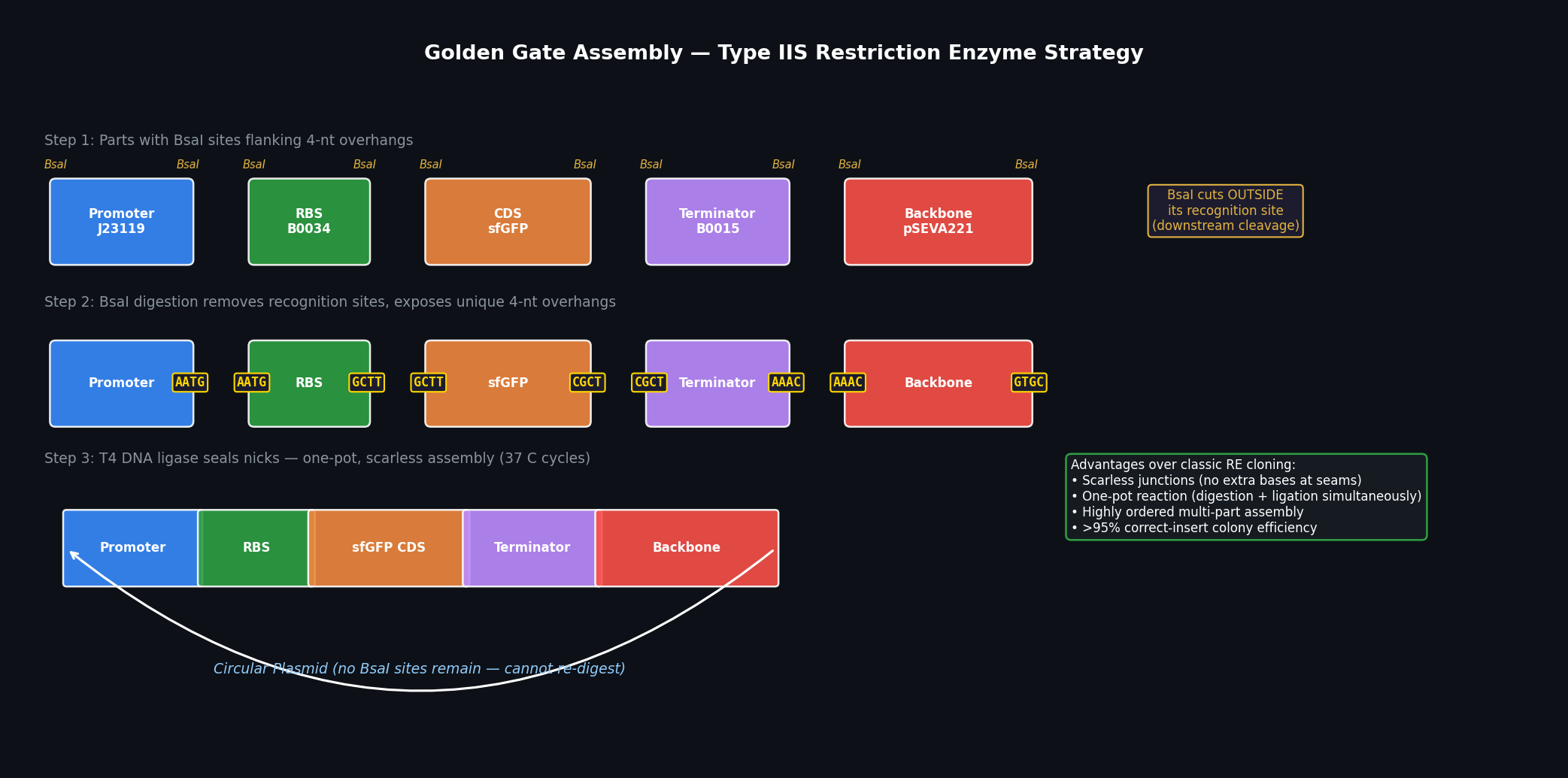 Golden Gate Assembly — Type IIS Restriction Enzyme Strategy