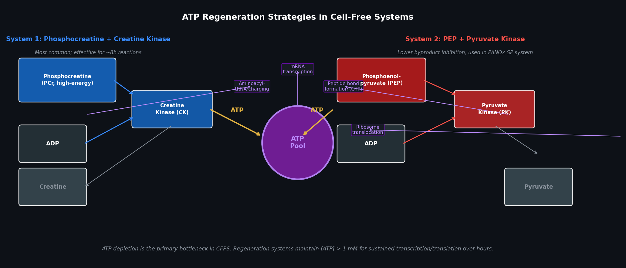ATP Regeneration Pathways in CFPS