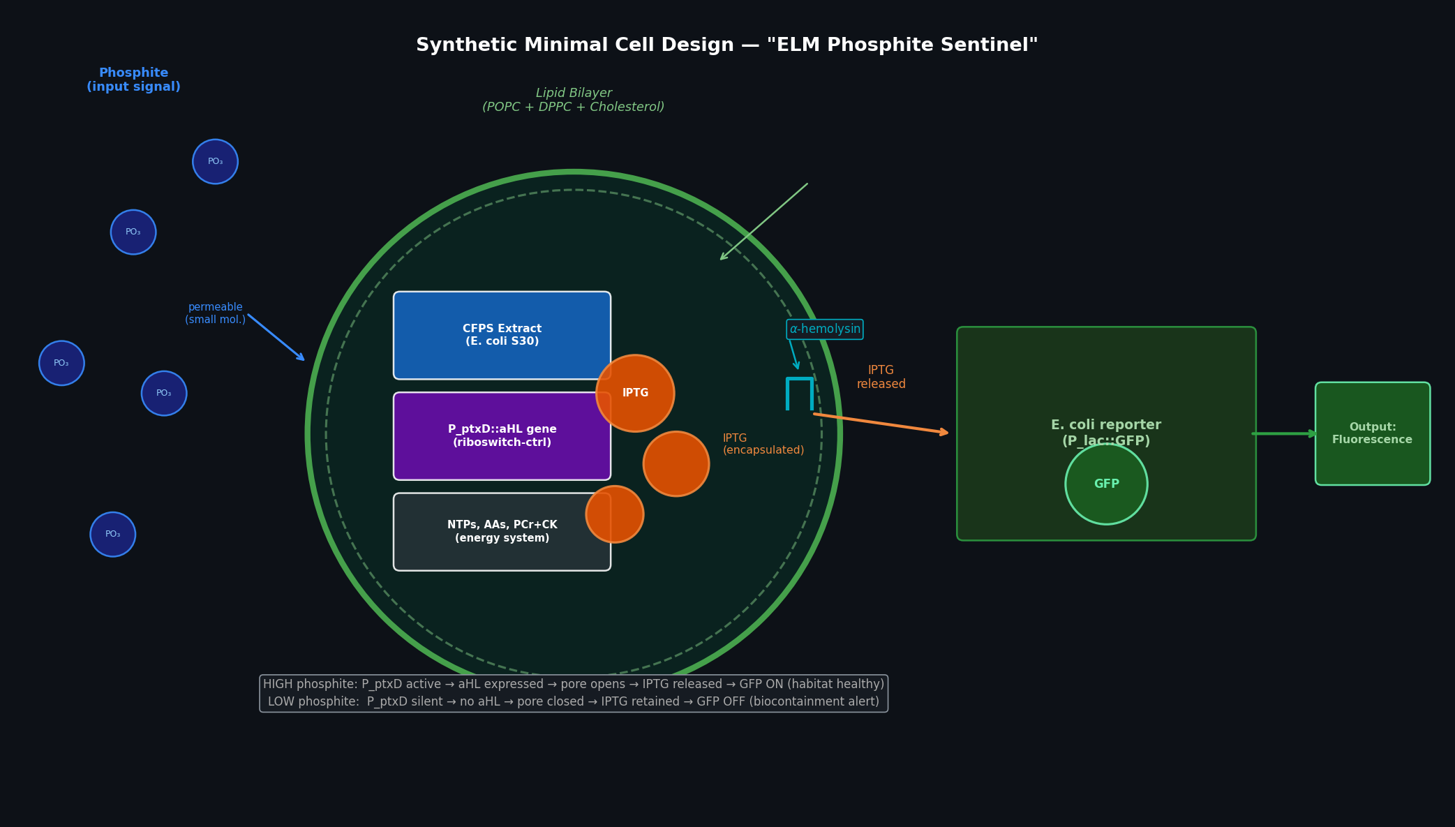 Synthetic Minimal Cell — ELM Phosphite Sentinel Design