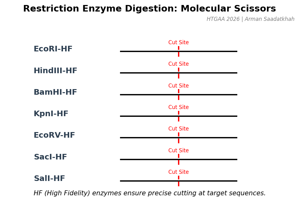 Restriction Enzyme Action