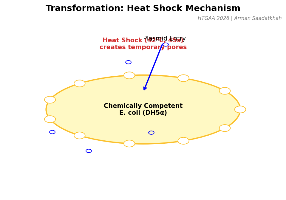 Heat Shock Transformation