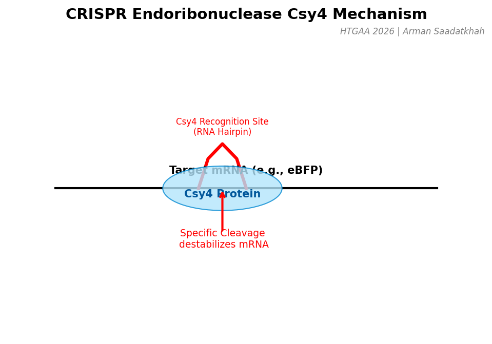 Csy4 Mechanism