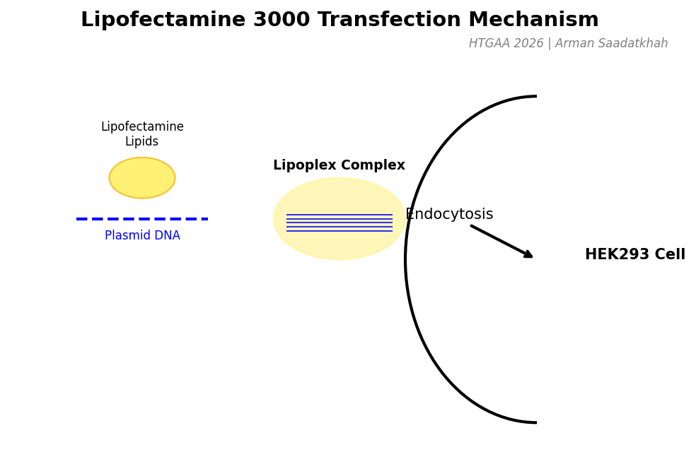 Lipofectamine Mechanism