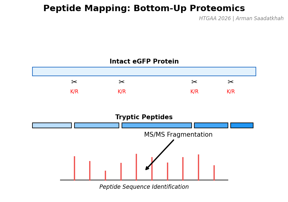 Peptide Mapping Strategy