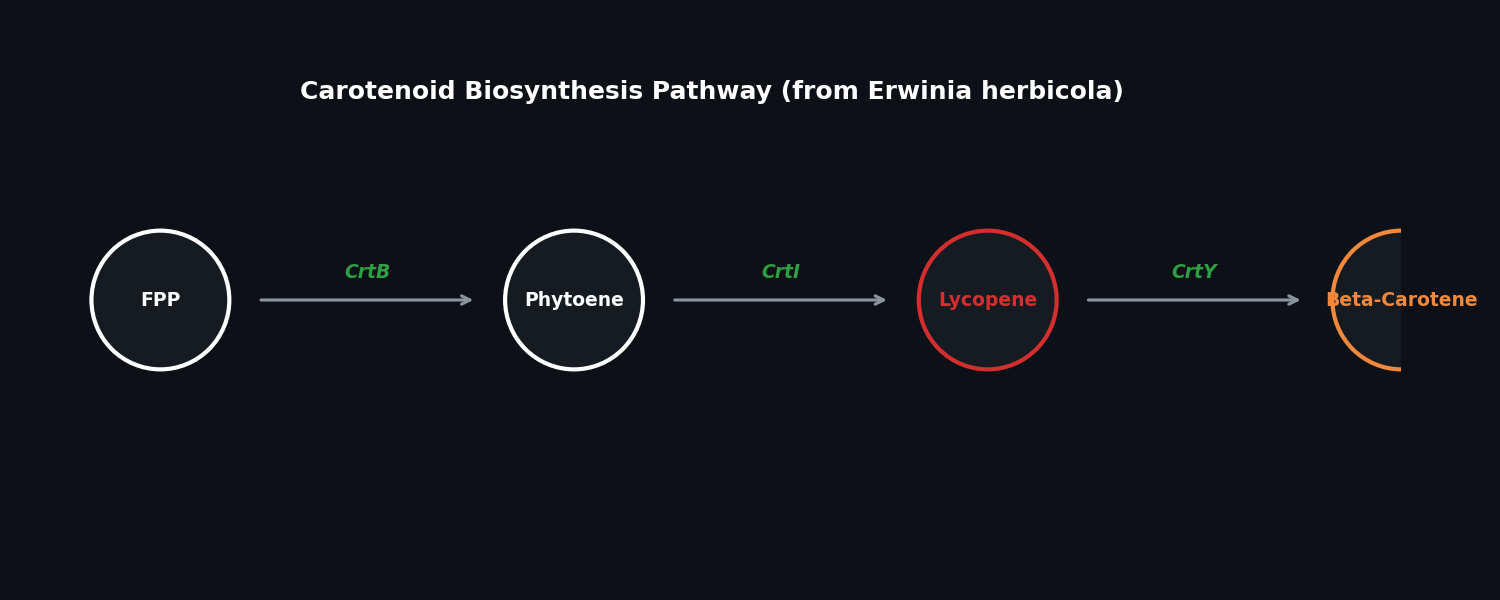 Metabolic Pathway