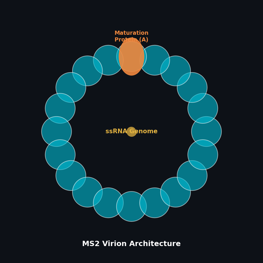 MS2 Phage Architecture
