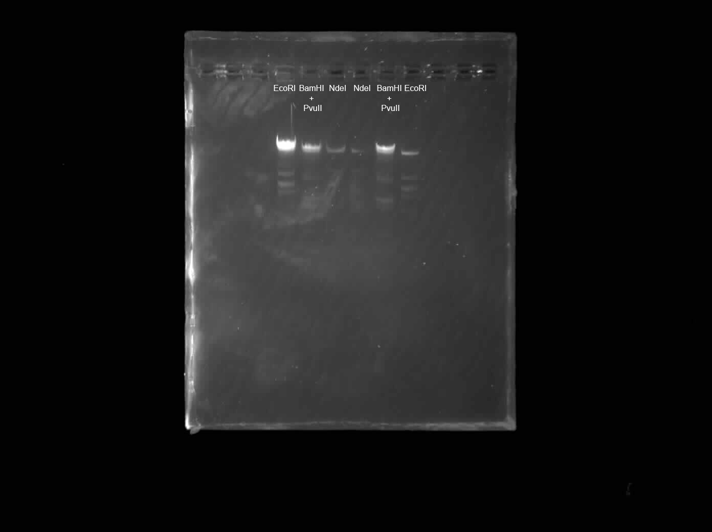 Gel result — digital capture