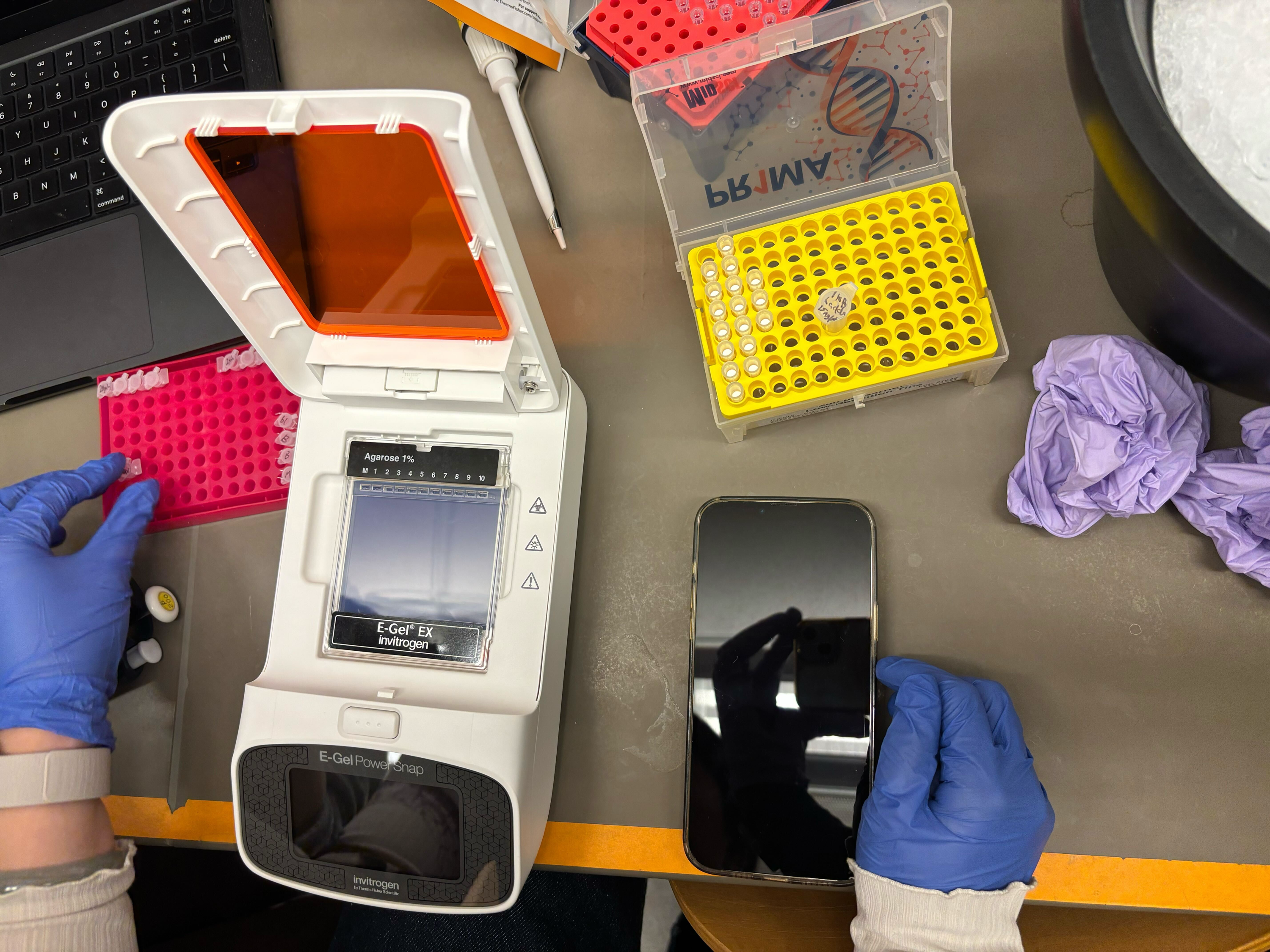 Loading samples onto the E-Gel EX for electrophoresis