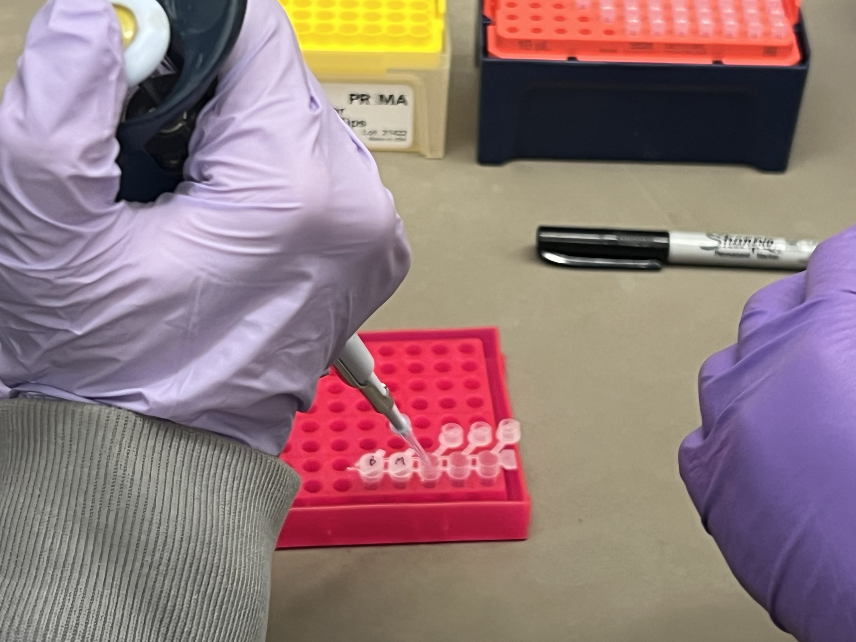PCR reaction setup