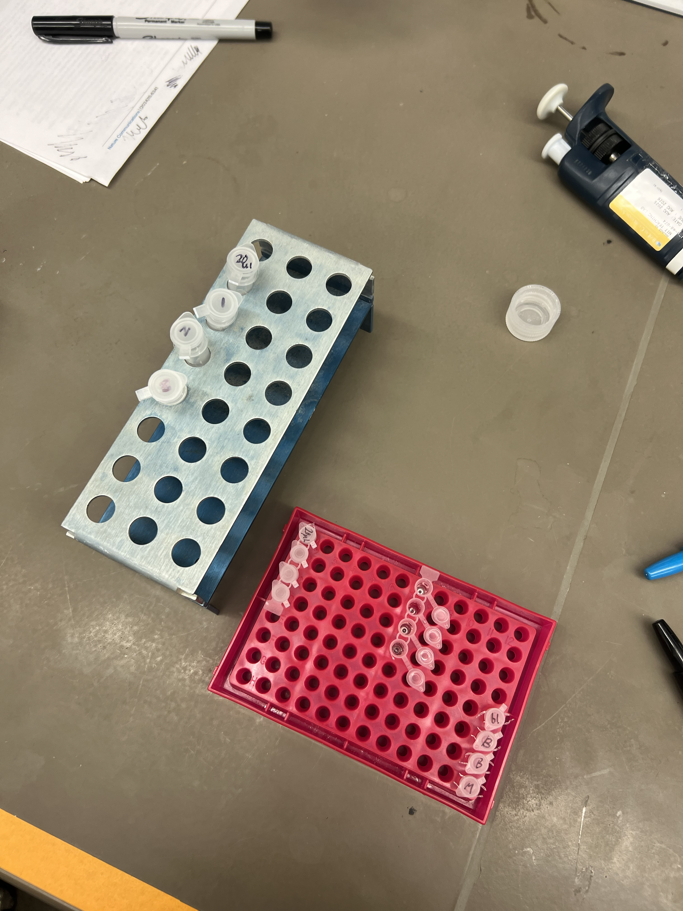 labeled PCR tubes prepared for cleanup