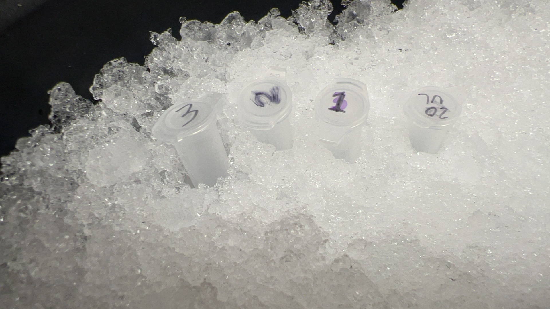 Labeled transformation tubes incubating on ice