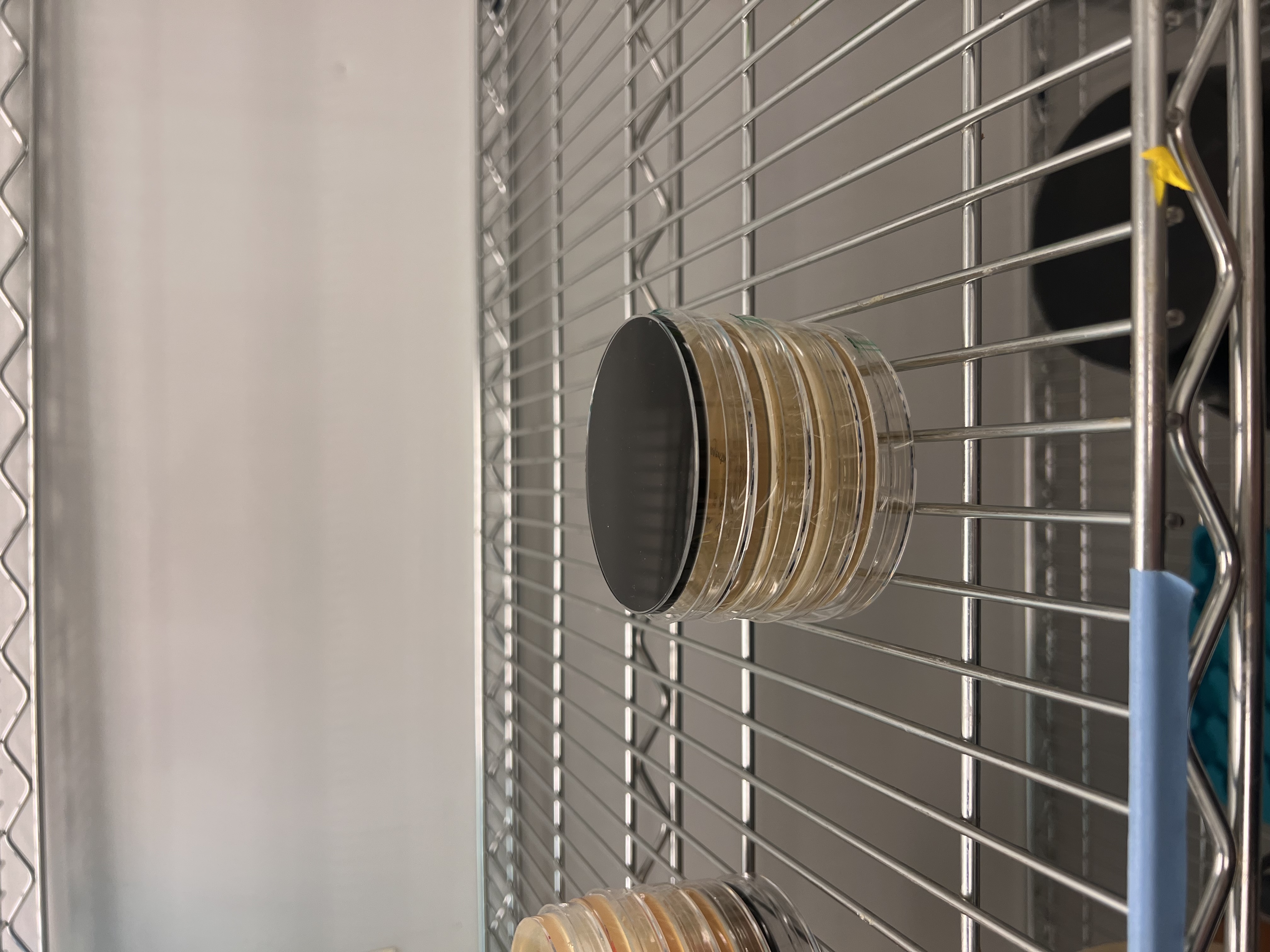 Plates stacked upside down and placed in 37°C incubator for 72 hours