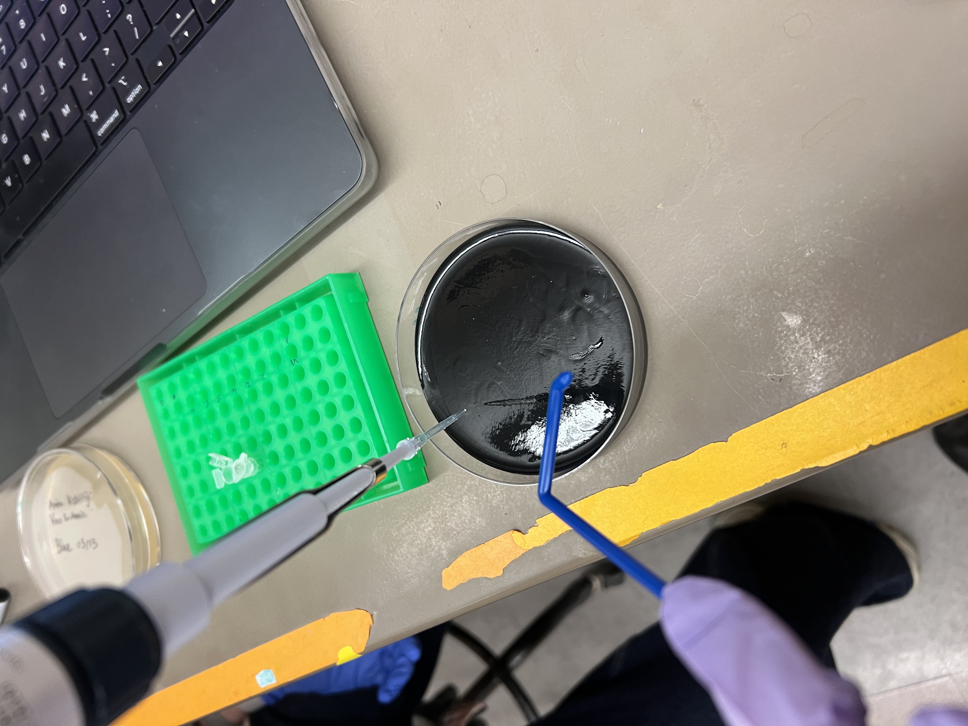 Plates stacked upside down and placed in 37°C incubator for 72 hours