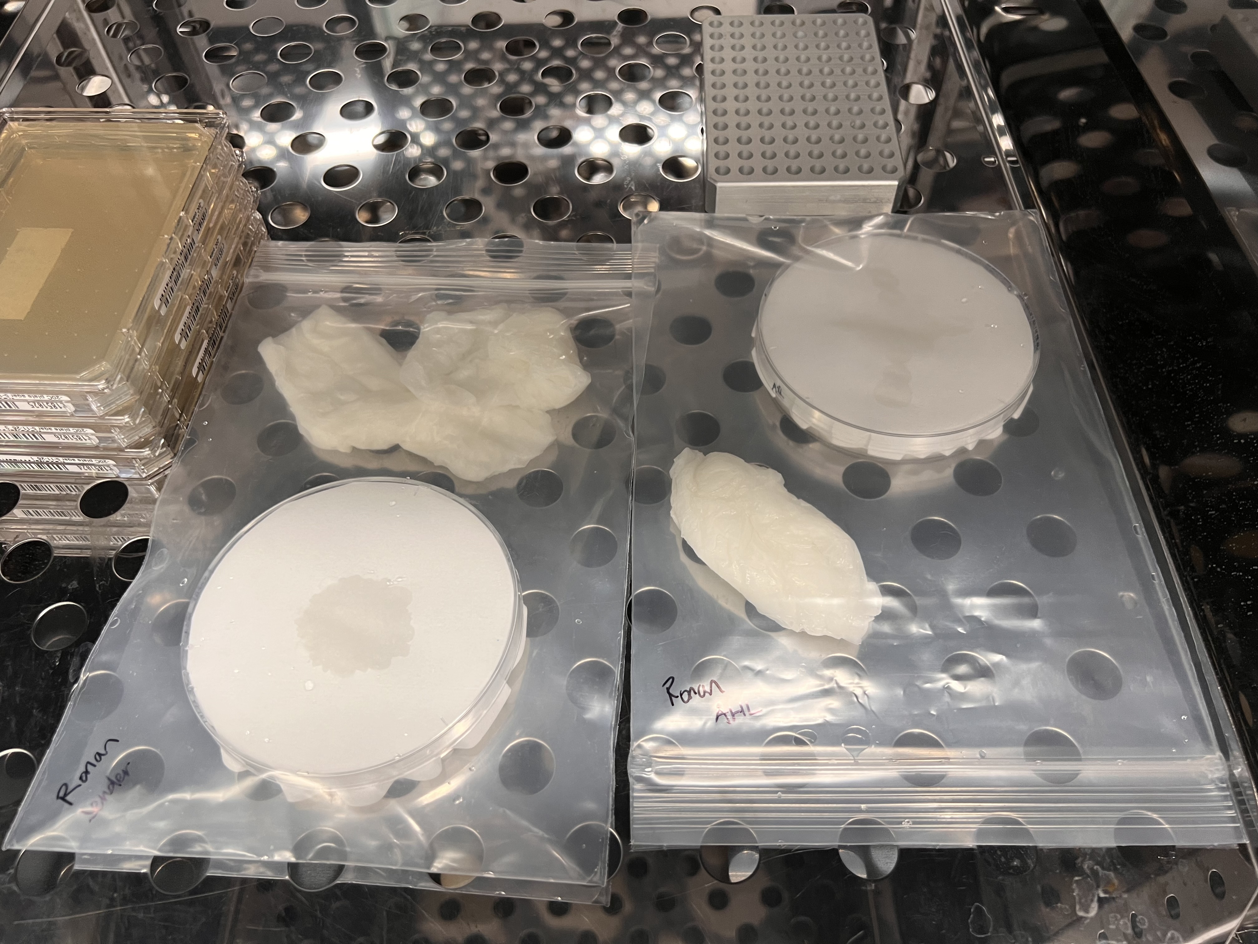 Filter papers incubating