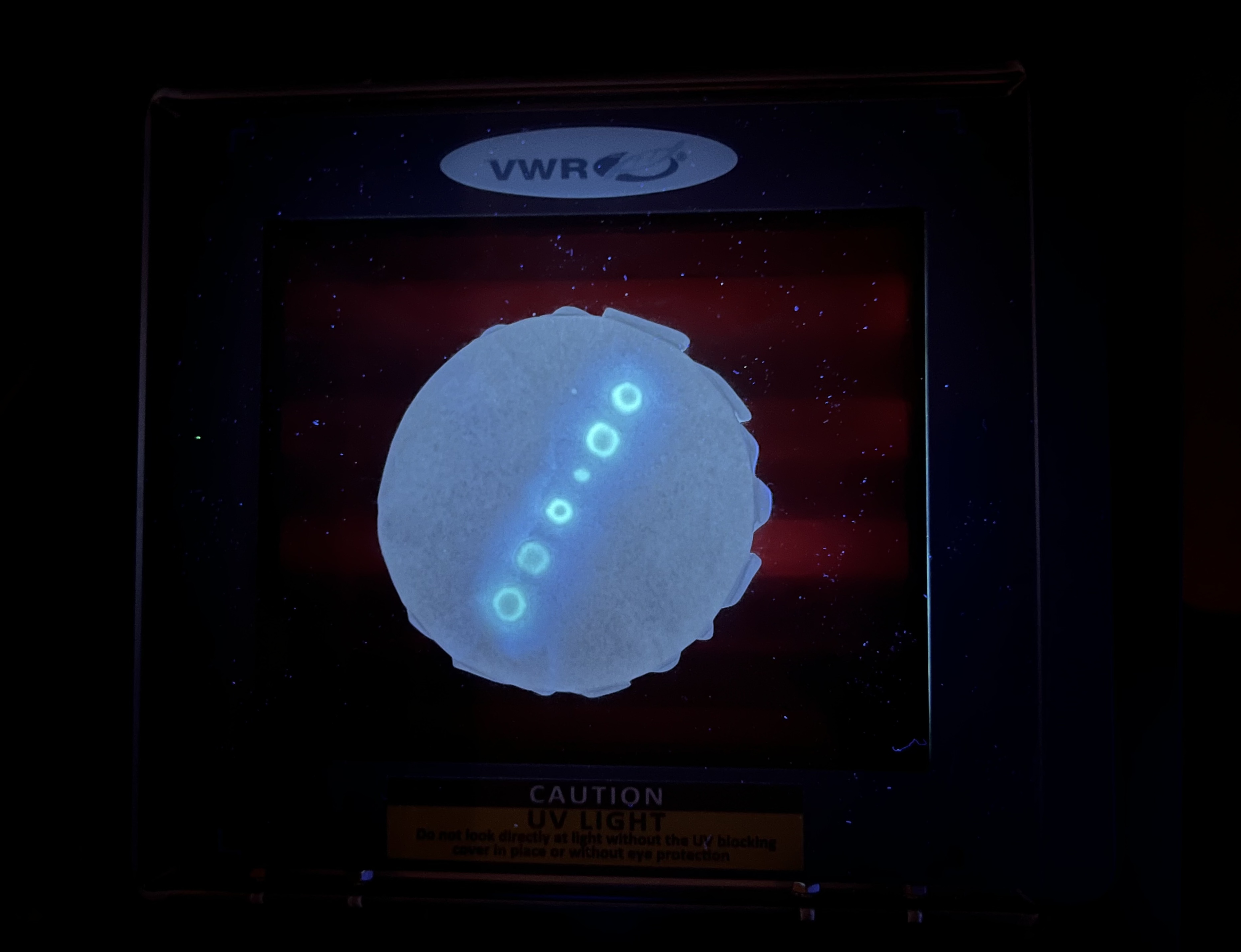 Successful fluorescent spot 1
