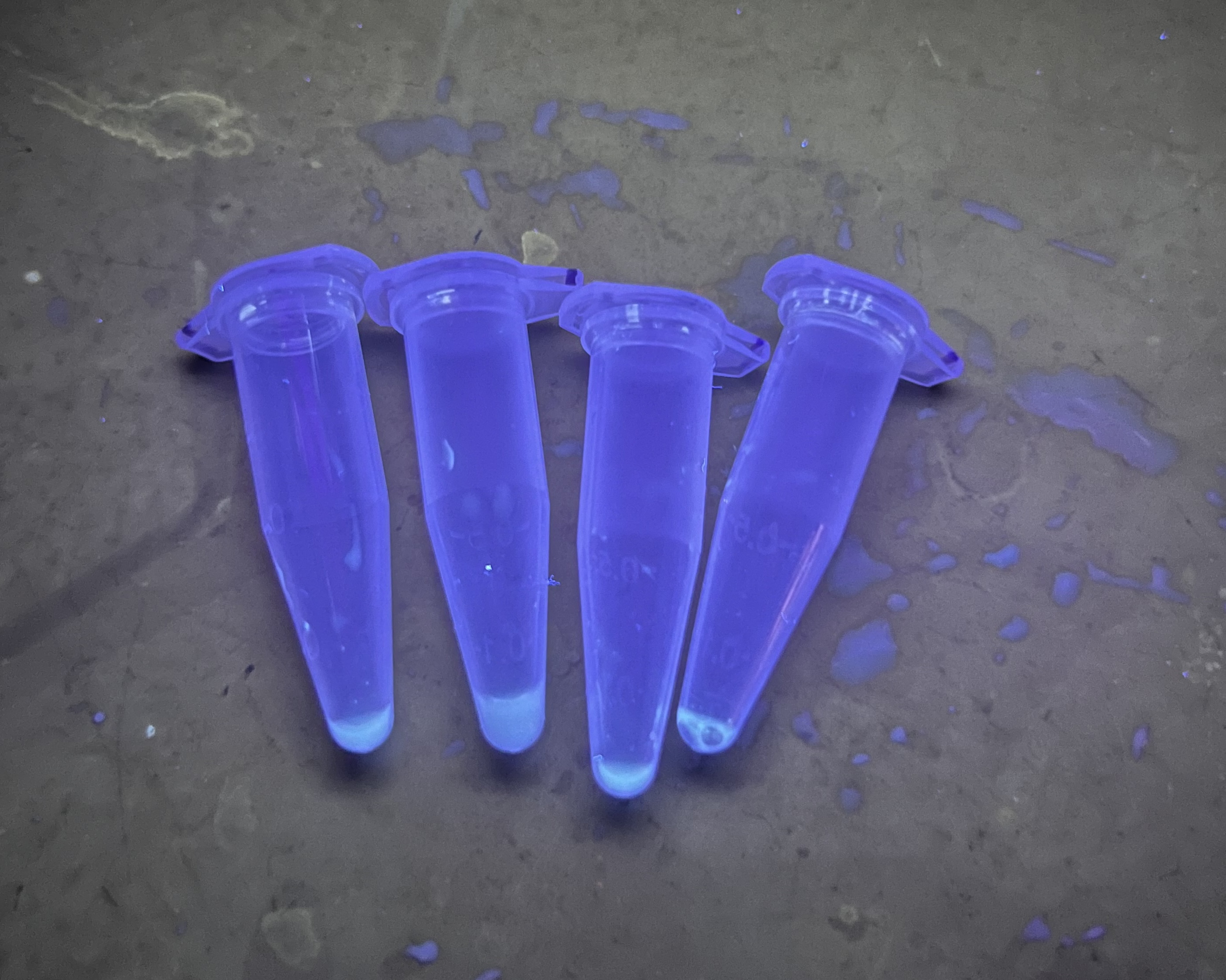 GFP expression in tubes