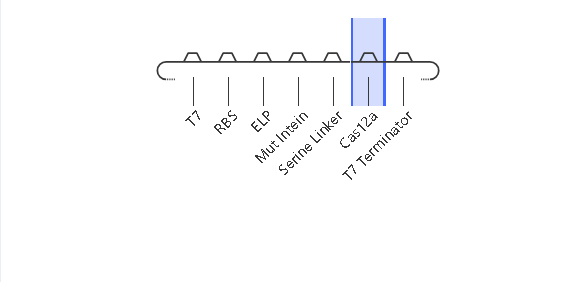 Construct Assembly Map
