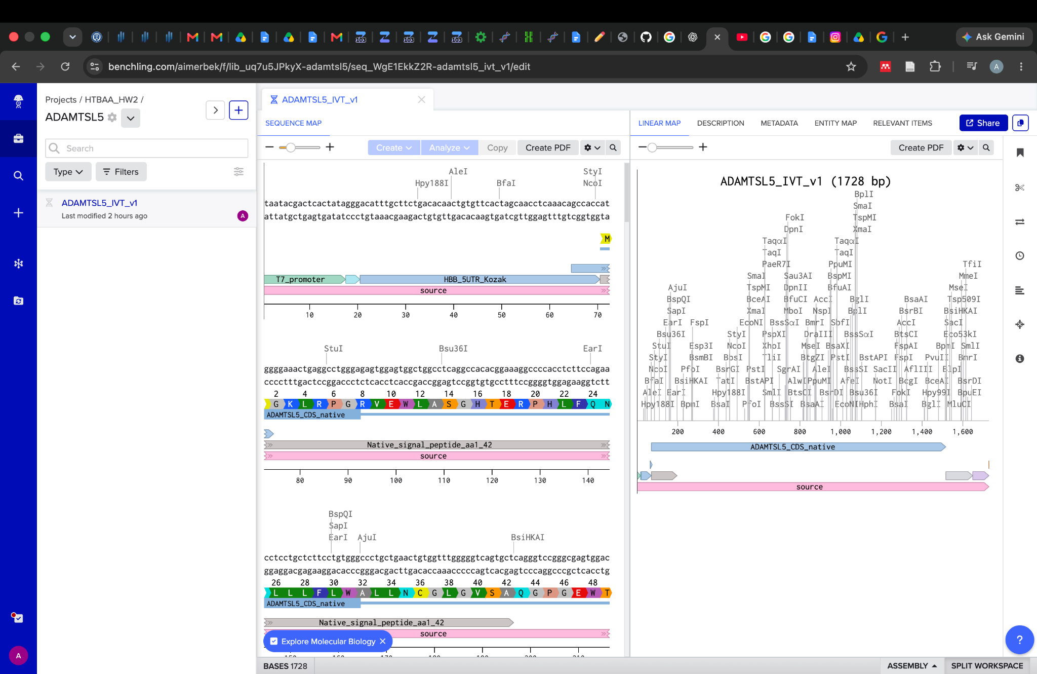 Promoter, translation-initiation region, and coding-sequence detail