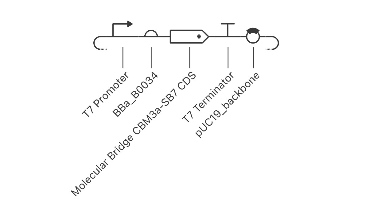 Molecular Bridge T7 Expression Construct