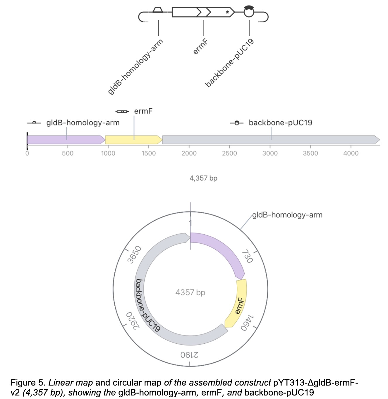 the assembled construct pYT313-ΔgldB-ermF-v2 (4,357 bp)