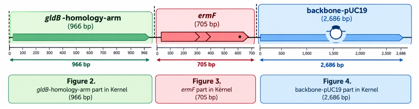 Suicidal plasmid design