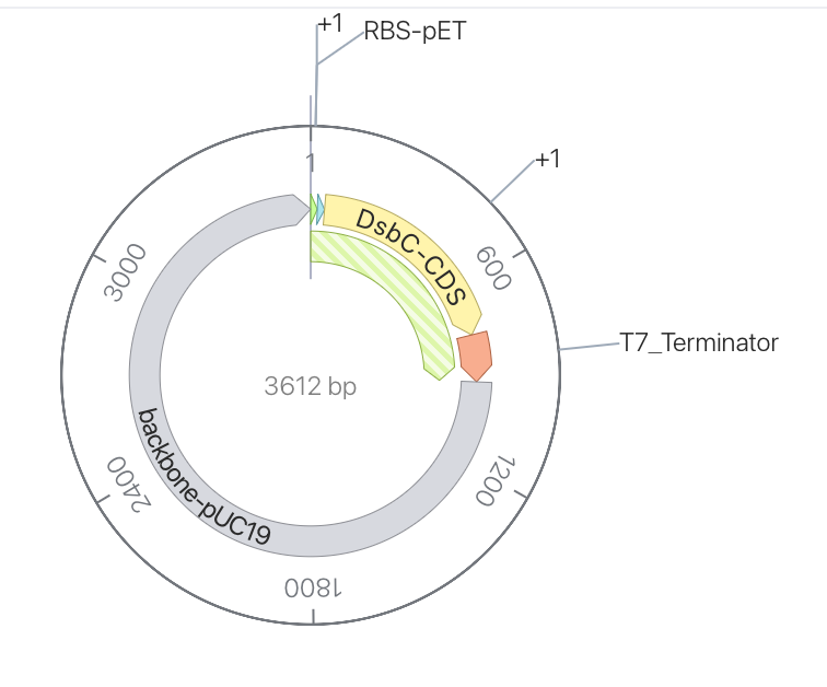 T7 helper plasmid for Reteplase 