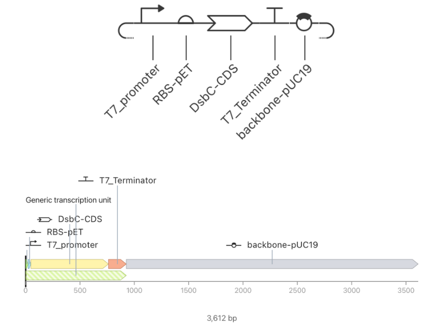 T7 helper plasmid for Reteplase 