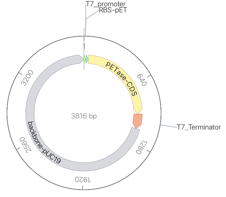 T7-PETase plasmid