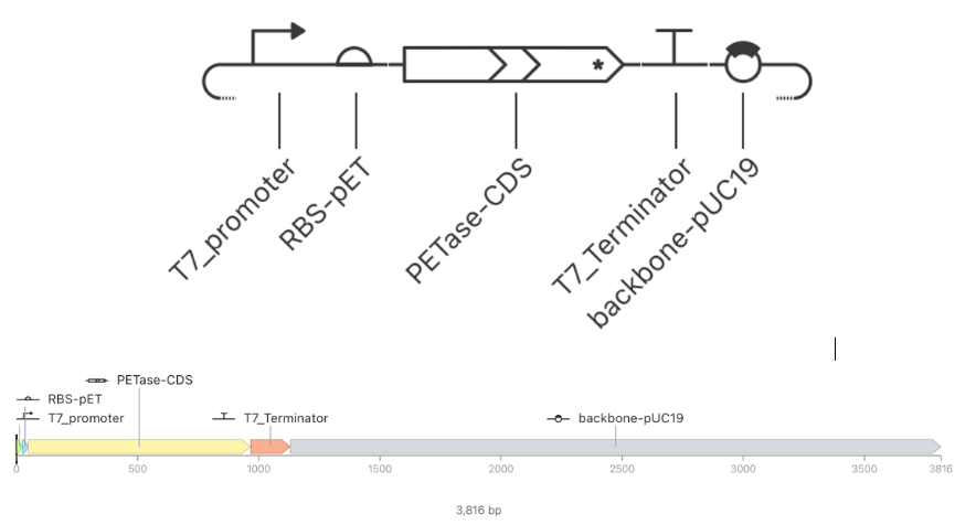 T7-PETase plasmid