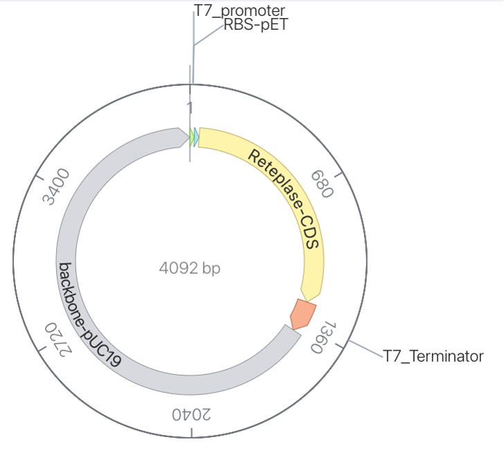 T7-Reteplase plasmid