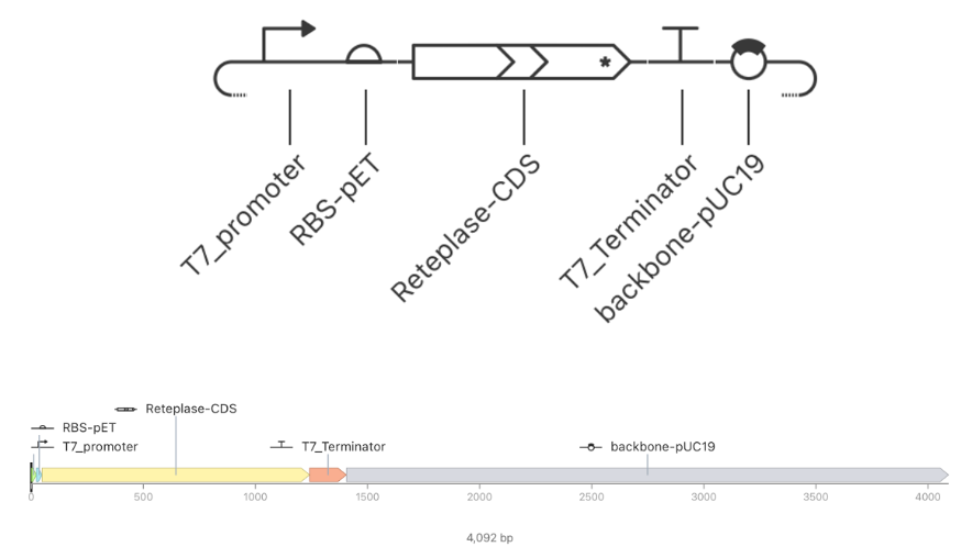 T7-Reteplase plasmid