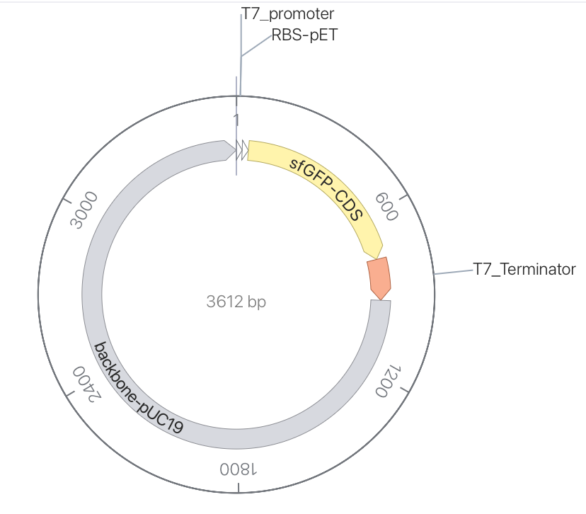 T7-sfGFP plasmid
