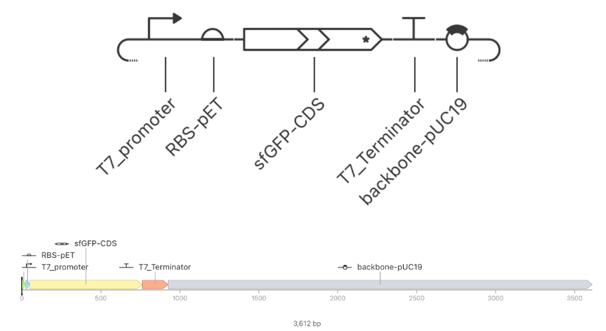 T7-sfGFP plasmid
