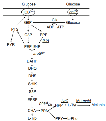Melanogenesis pathway in engineered E. coli