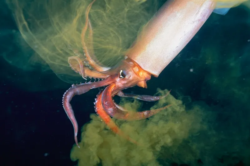 Dosidicus gigas ejecting ink underwater