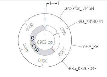 Circular map of the assembled 6963 bp construct