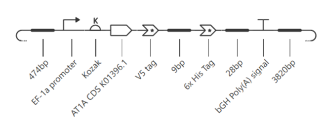 A1AT construct schematic