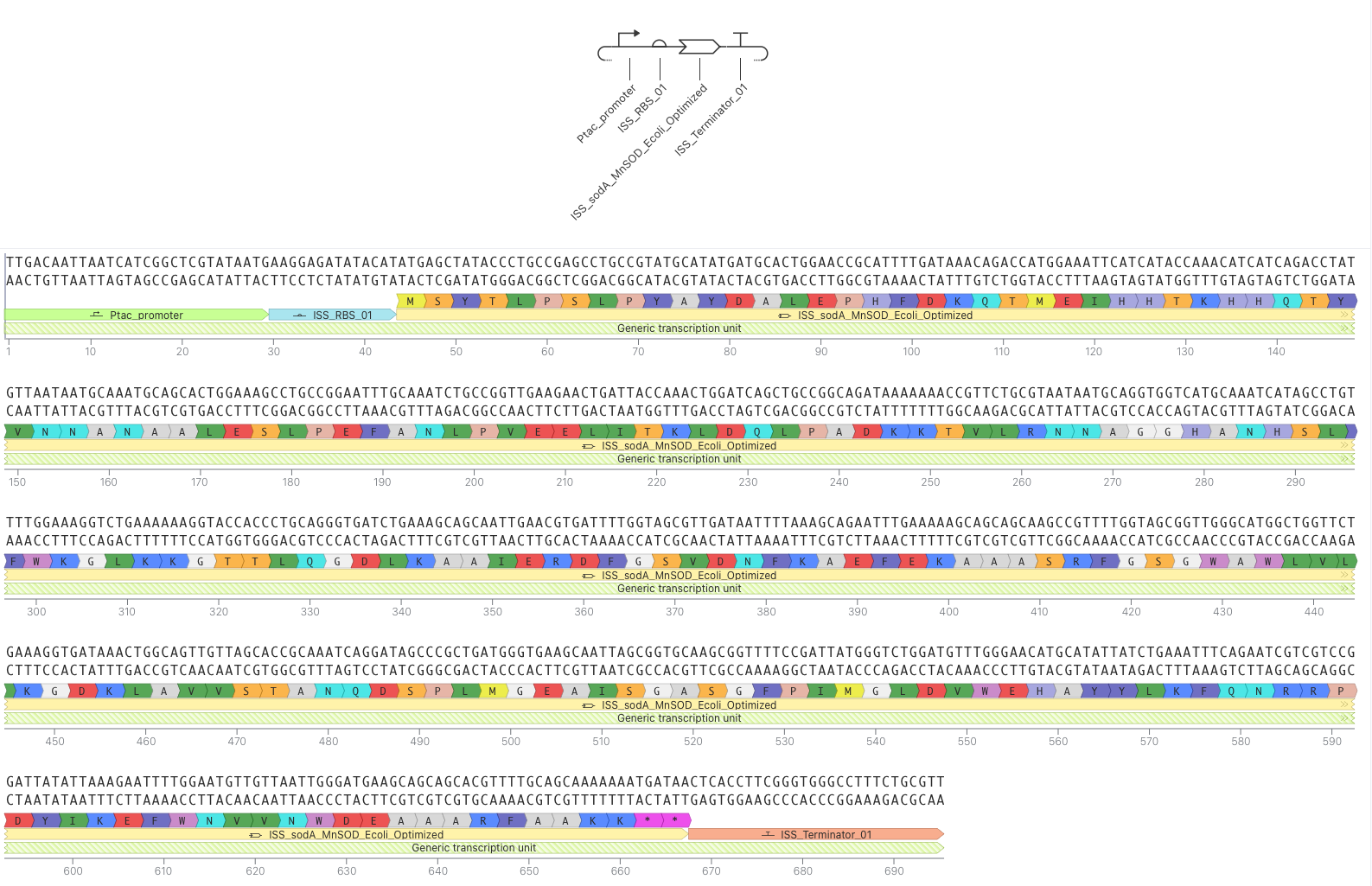 Assembled MnSOD expression construct in Kernel