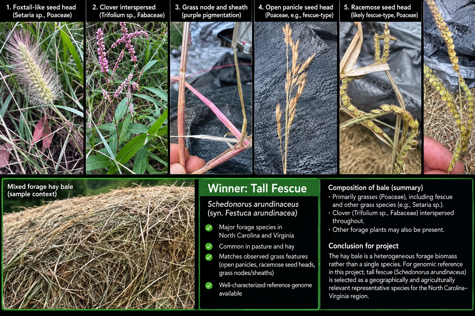 Hay category for genome search