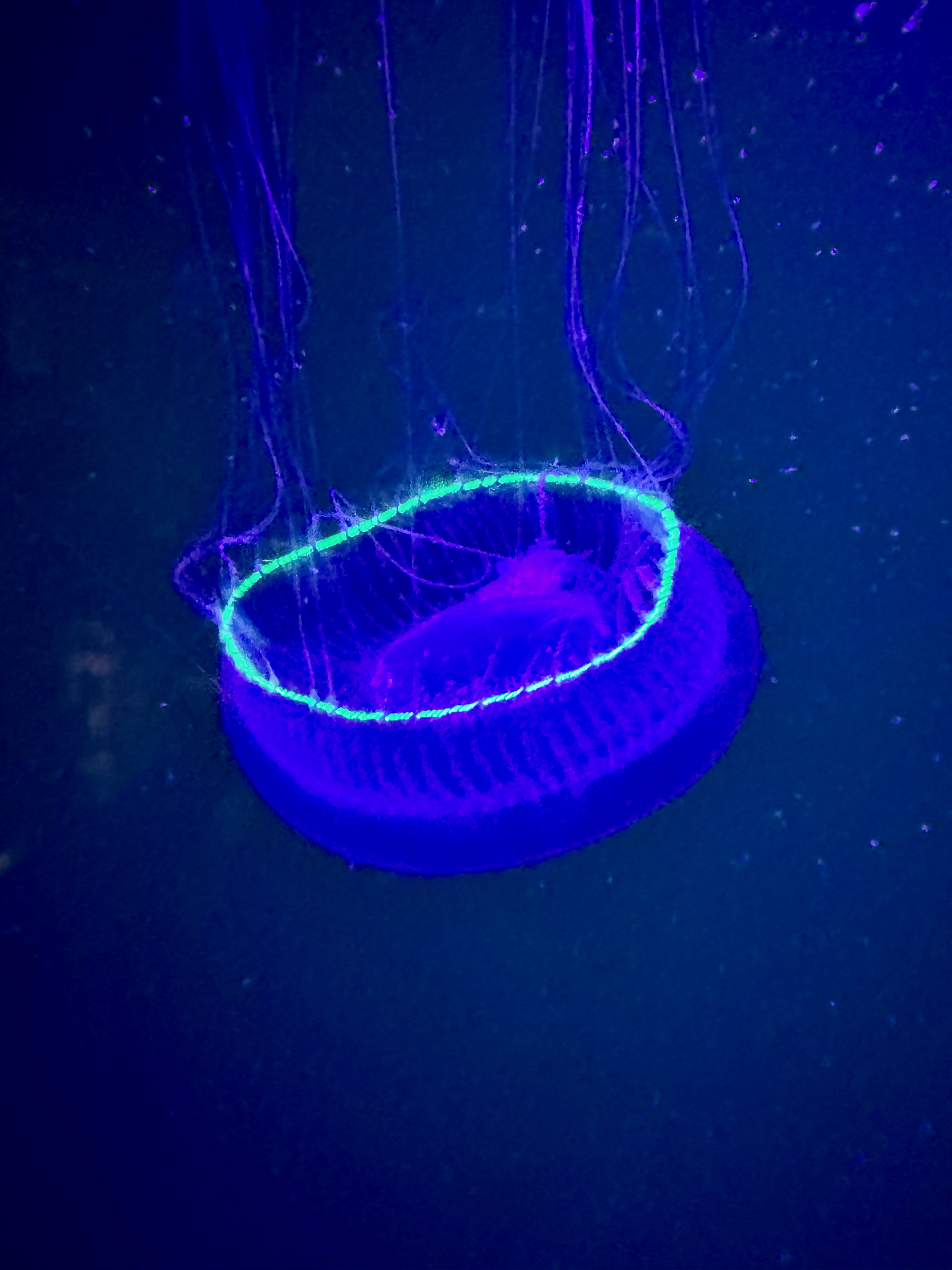 Aequorea victoria